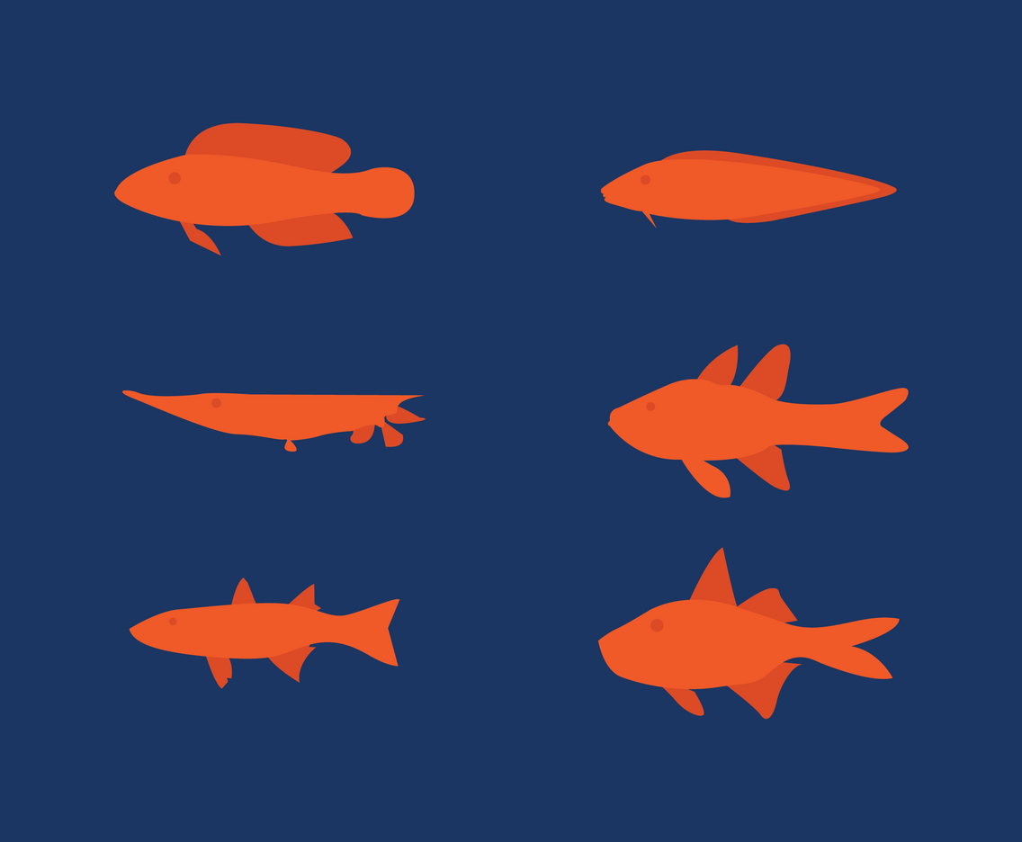 Vector Flat Fish Set