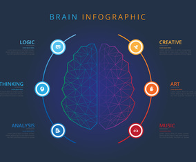 Human Brain Hemispheres Infographic