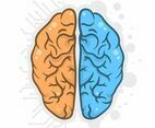 Hand Drawn Human Brain Hemispheres Illustration