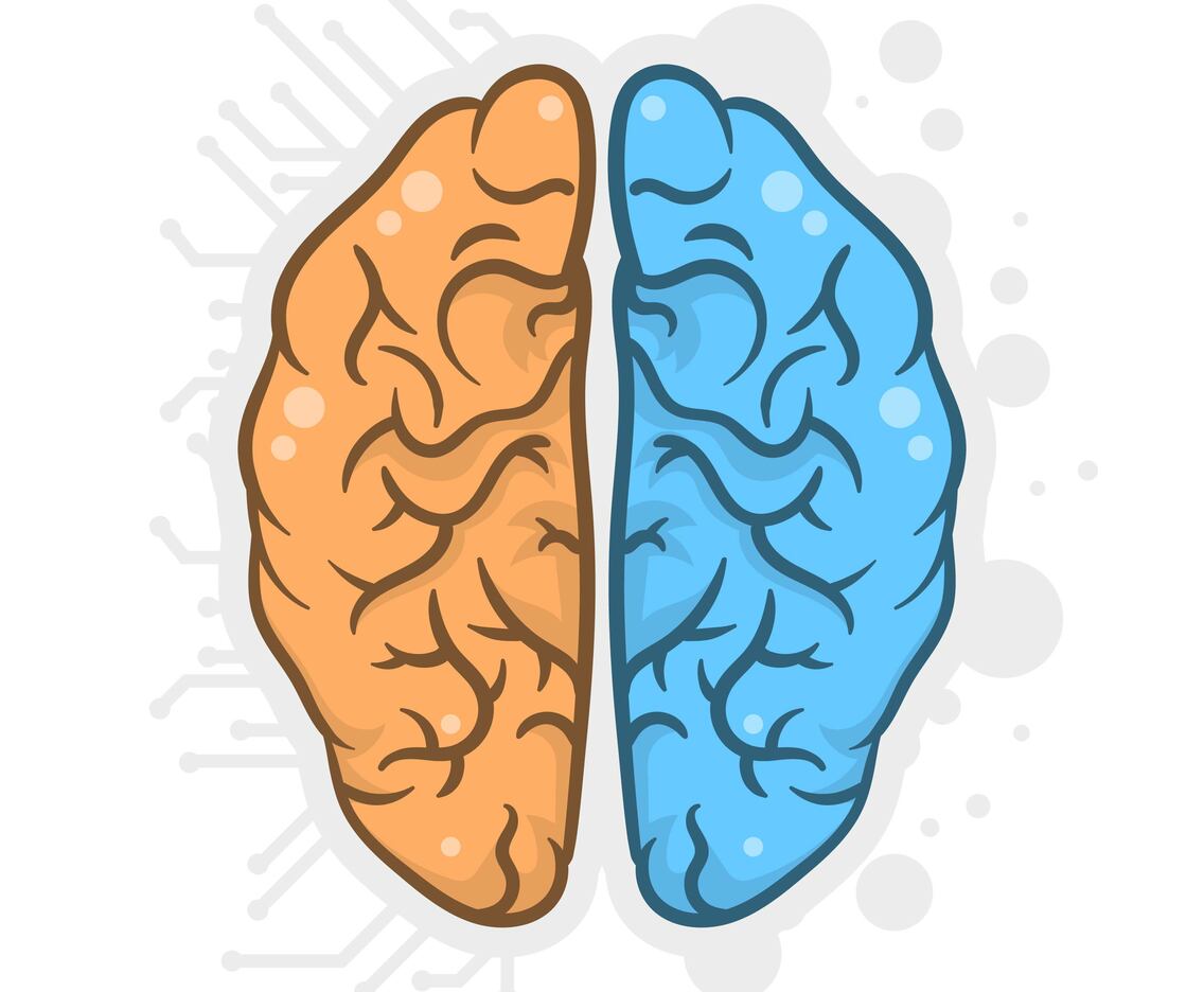 Hand Drawn Human Brain Hemispheres Illustration