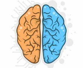 Hand Drawn Human Brain Hemispheres Illustration