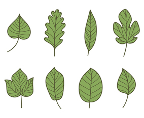 Green Leaf Types