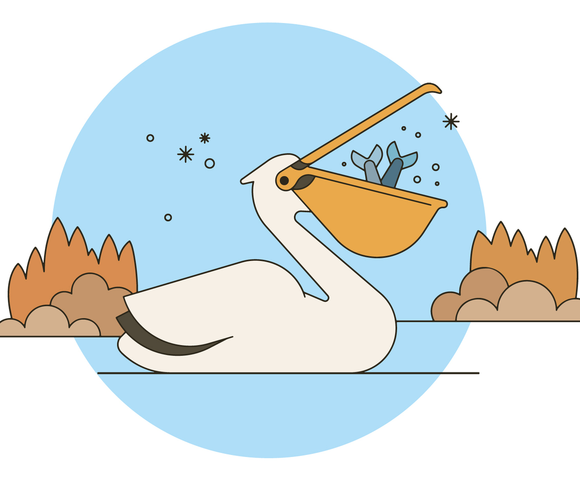 Fishing Pelican Vector