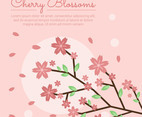 Cherry Blossom Sakura Vector