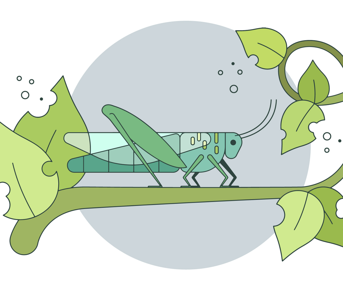 Grasshopper Vector