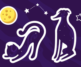 Galaxy Cat  Dog Sticker