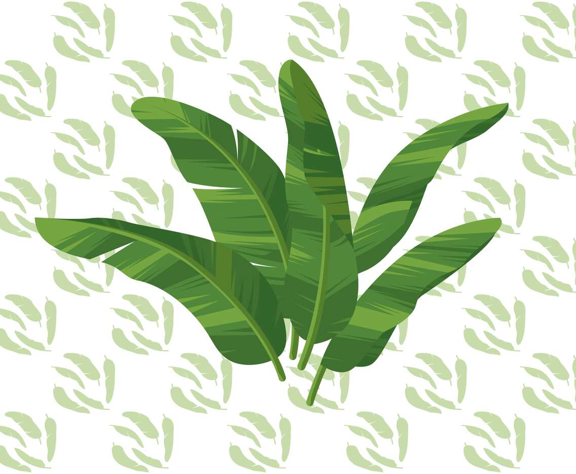 Banana Leaf Vector Illustration
