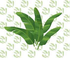 Banana Leaf Vector Illustration