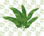 Banana Leaf Vector Illustration