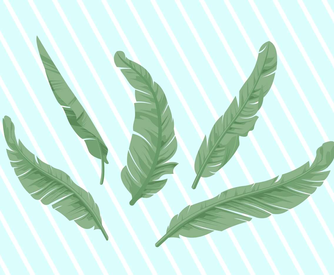 Banana Leaf Vector Illustration