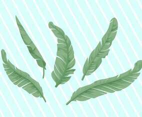 Banana Leaf Vector Illustration
