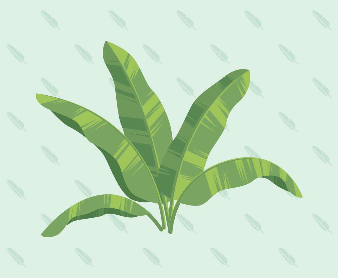 Banana Leaf Vector Illustration
