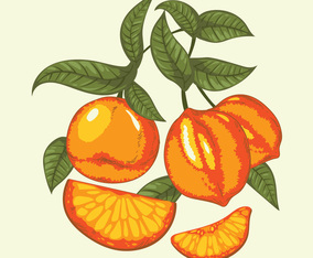 Vintage Illustration of Citrus Fruits in Vibrant Colors