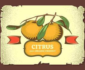 Unique Vintage Citrus Illustrations Vectors