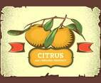 Unique Vintage Citrus Illustrations Vectors