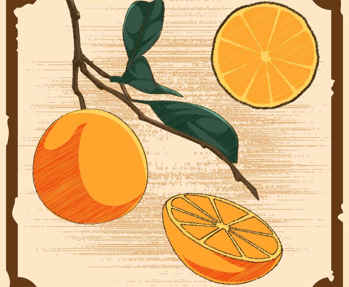 Unique Vintage Citrus Illustrations Vectors