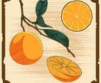 Unique Vintage Citrus Illustrations Vectors