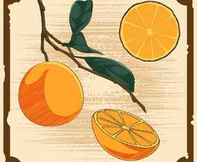 Unique Vintage Citrus Illustrations Vectors