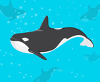 Killer Whale Vector Illustration