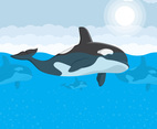 Killer Whale Vector Illustration