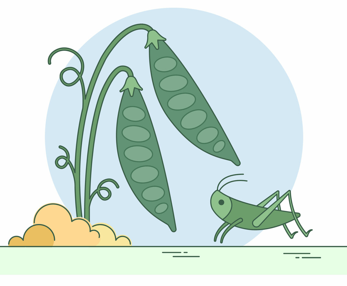 Cricket Vector