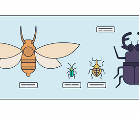 Entomology Vector