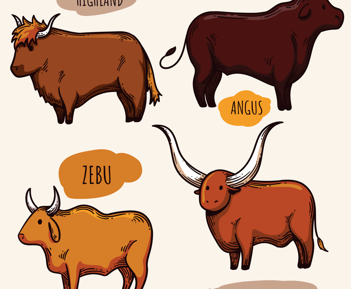 Cattle Vectors
