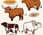 Cattle Vectors