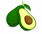 Avocado Illustration