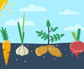 Outstanding Vegetable Garden Vectors