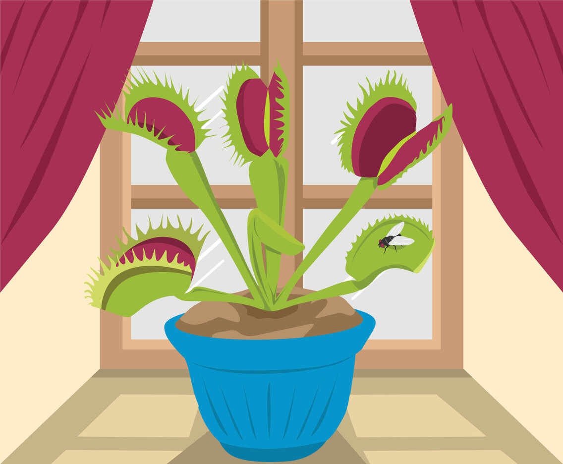 Venus Fly Trap Plant Vector
