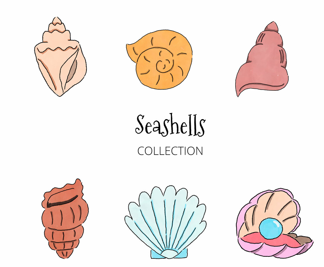 Seashells Collection