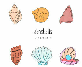 Seashells Collection