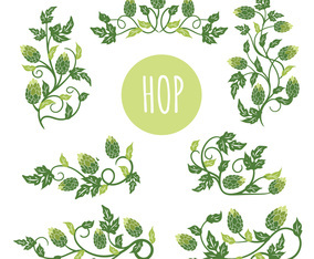 Green Hop Plant, Sketch Style Vector Illustration Isolated on White Background. Ripe Green Hop Cones, Beer Brewing Ingredient