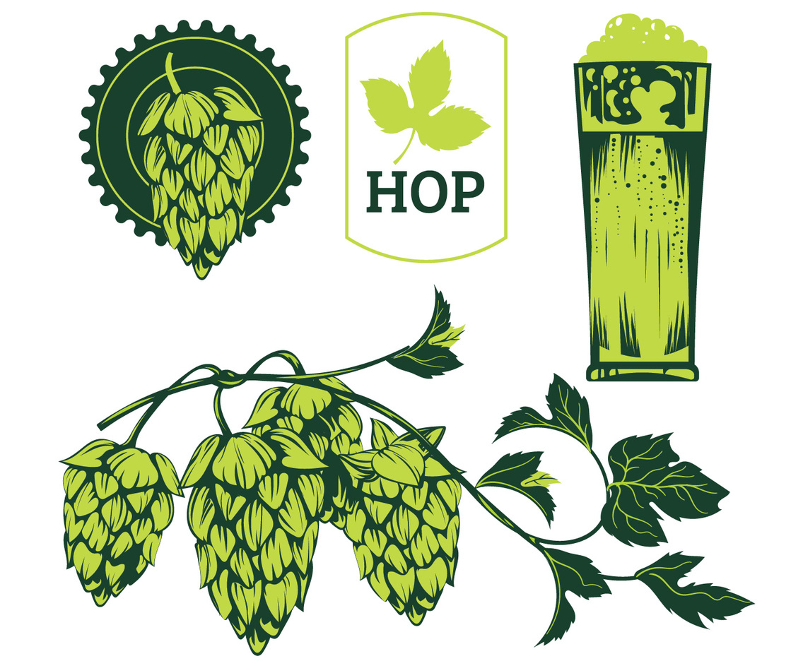Green Hop Plant, Sketch Style Vector Illustration Isolated on White Background. Ripe Green Hop Cones, Beer Brewing Ingredient