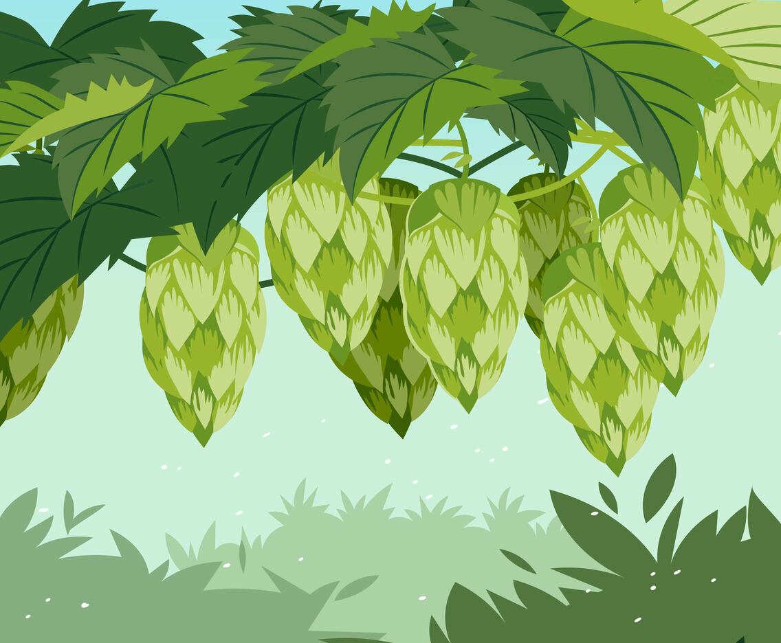 Hop Plant