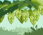 Hop Plant