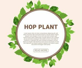 Hop Plant Vector Illustration