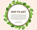 Hop Plant Vector Illustration