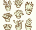 Succulents Vectors