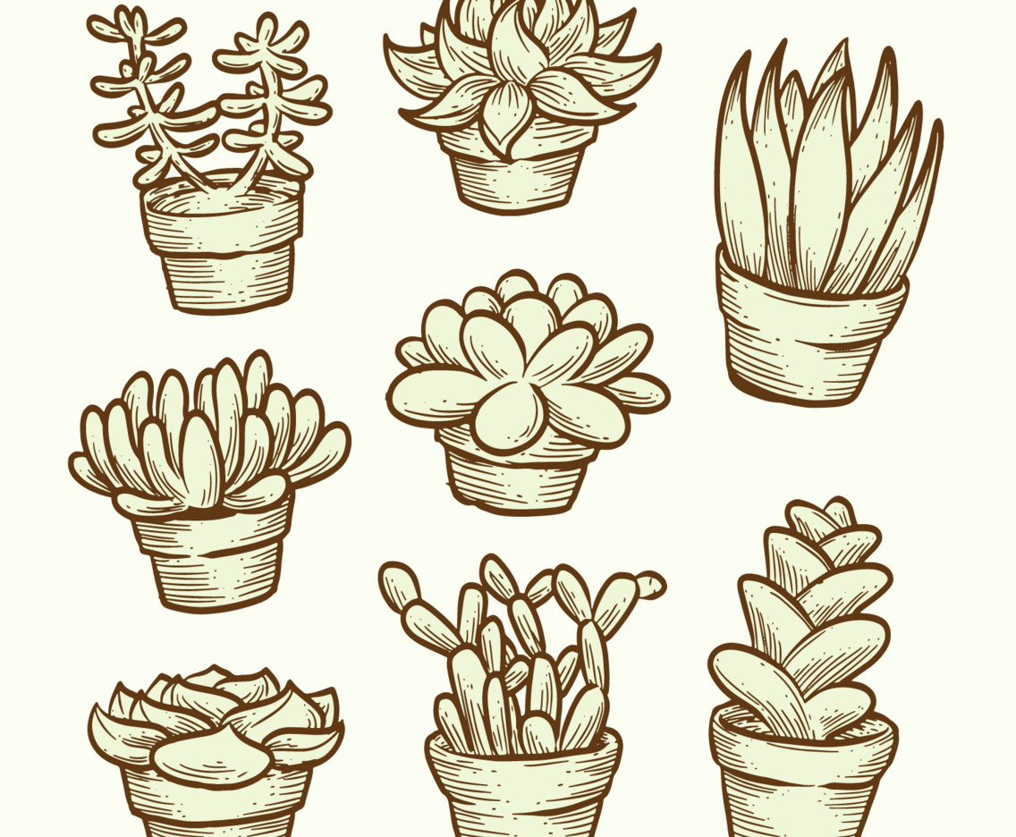 Succulents Vectors