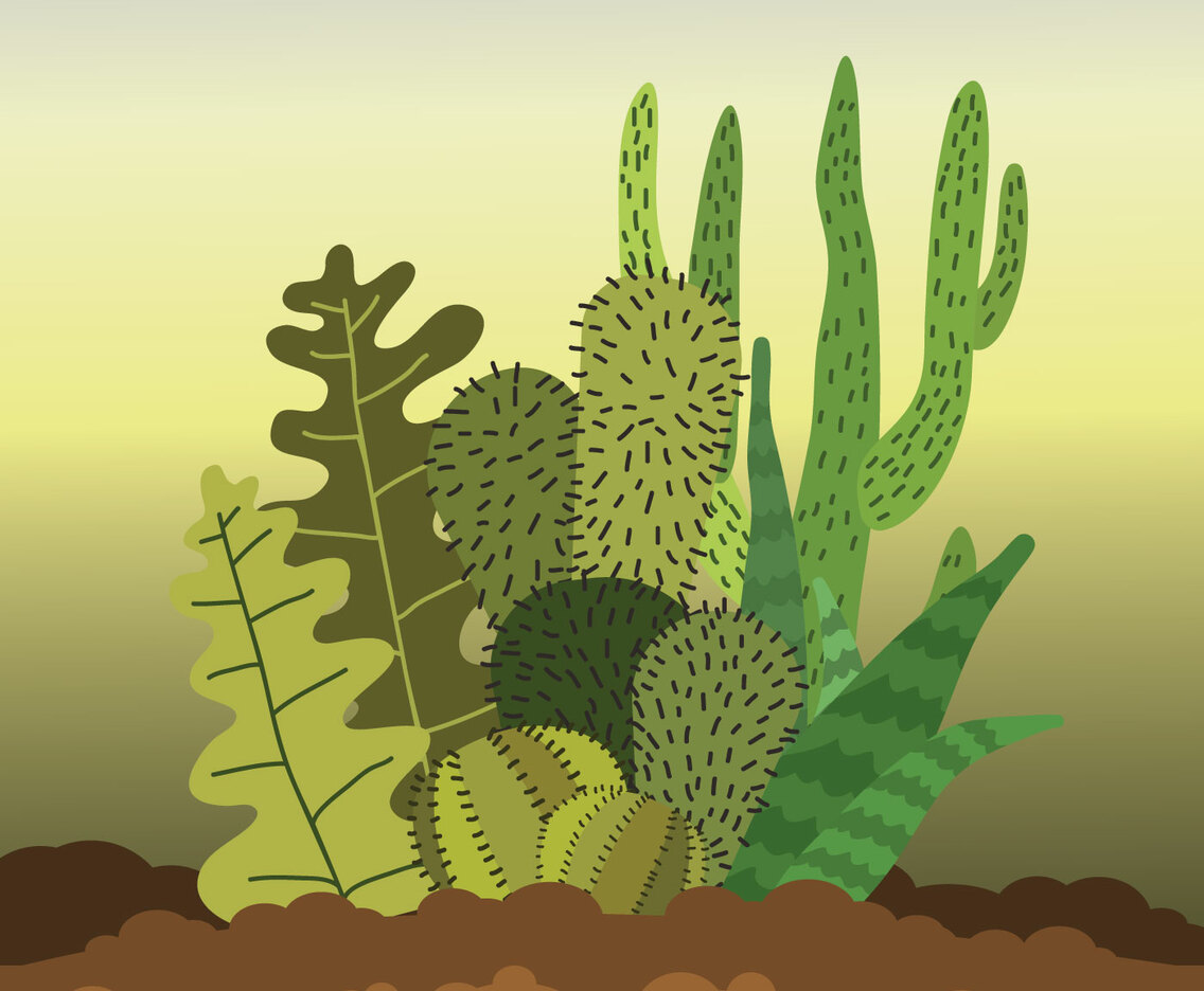 Succulents Illustration