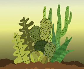 Succulents Illustration
