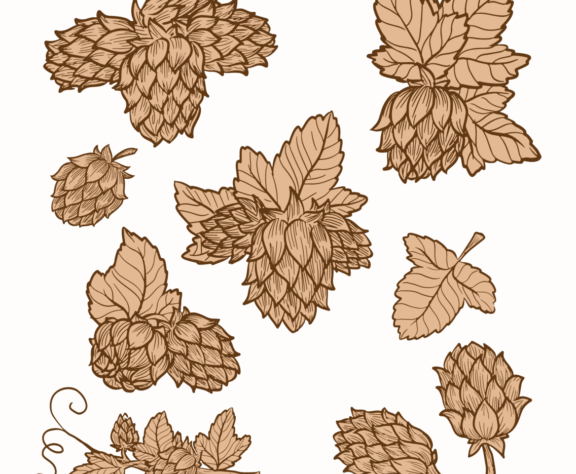 Hop Plant Vectors