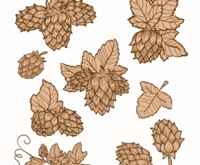 Hop Plant Vectors