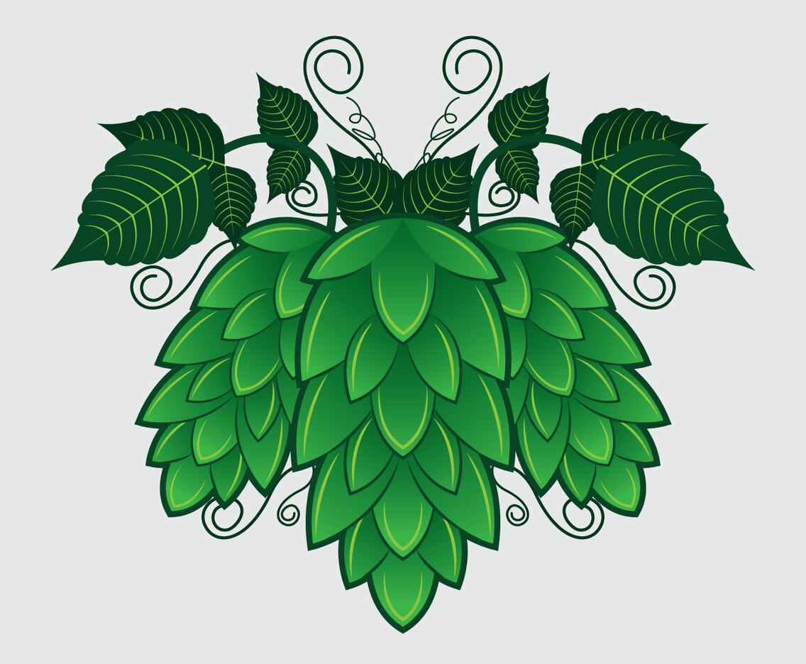Hop Plant Vector Illustration