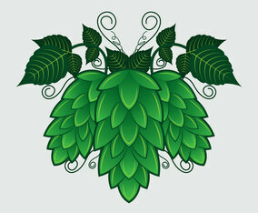Hop Plant Vector Illustration