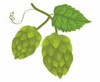 Hop Plant