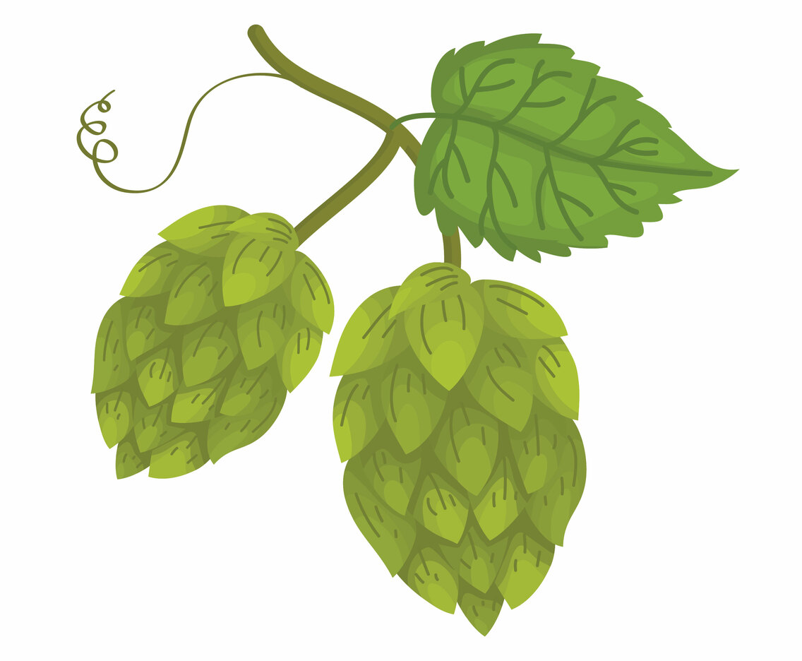 Hop Plant