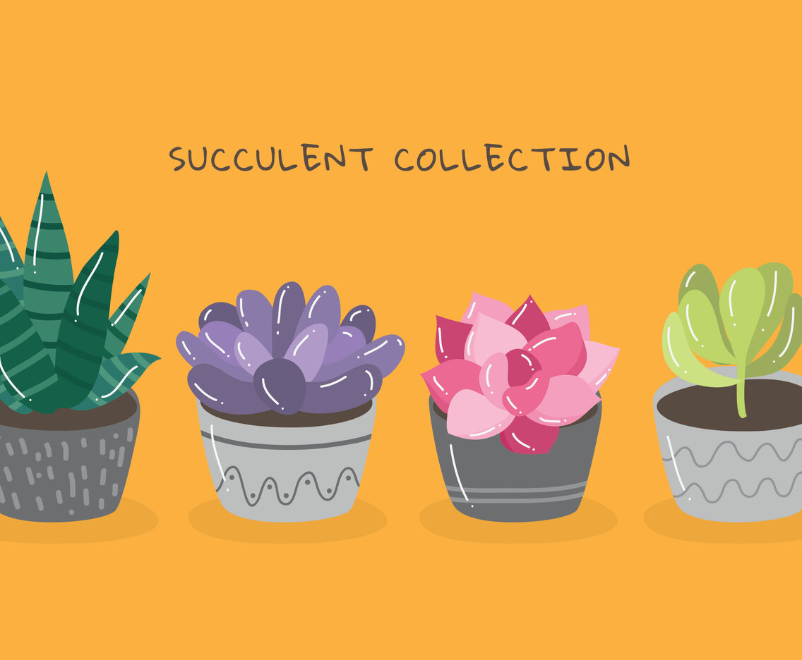 Succulent Collection
